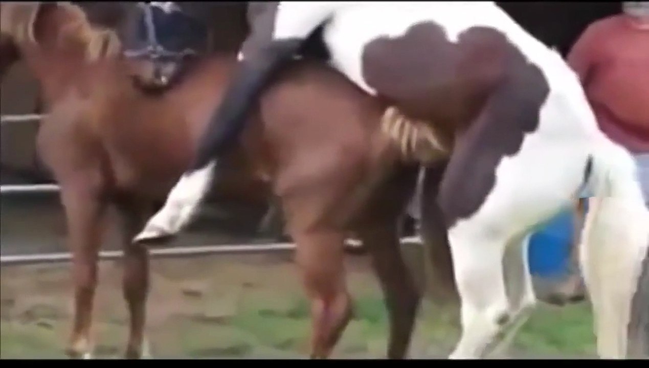 xyyy video 2014 nik English   best funny animals compilation   funny videos 2014 HD Part13