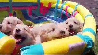 Funny Animals Fluffy happiness (360p)