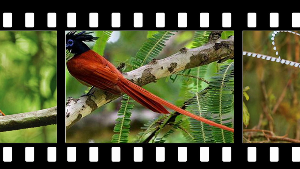 Birds of paradise - Miss of birds !