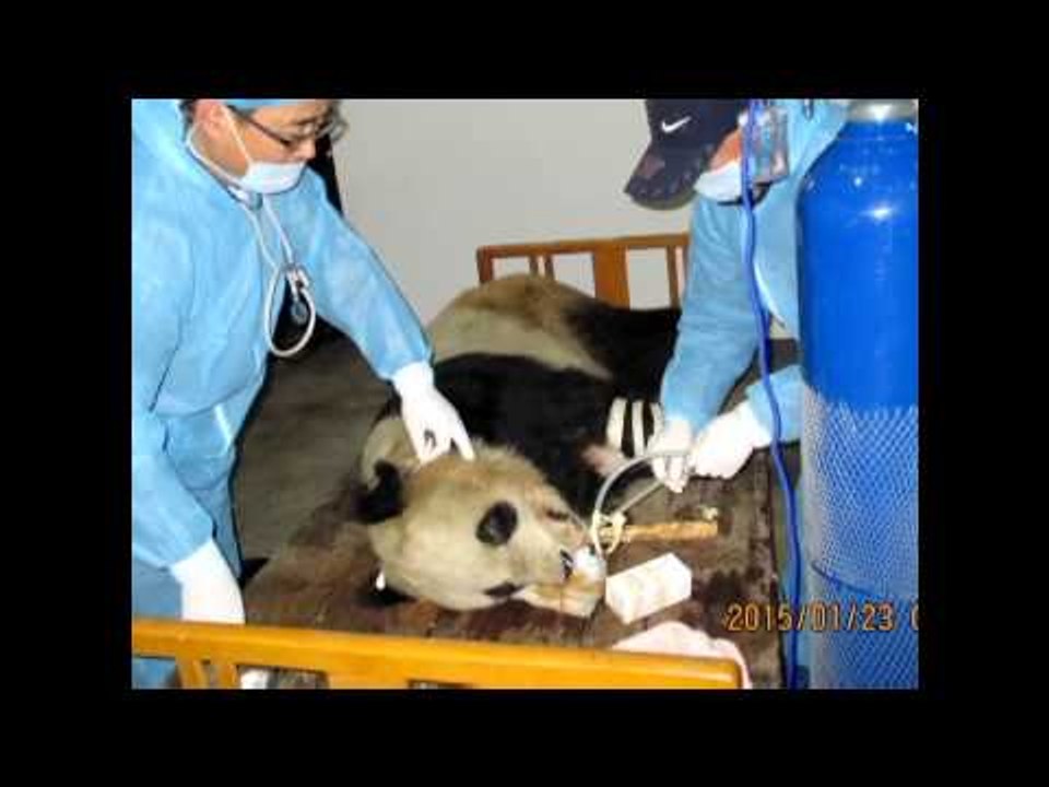 Panda Raksasa Mati Akibat Sakit di China - NET5