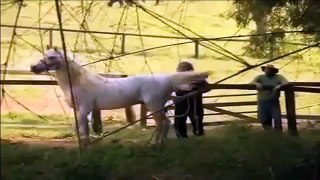 xyyy video 2013 nik live | best funny animals compilation | funny videos 2014 HD Part1