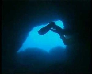 Biologia marina - AMICA9 informa