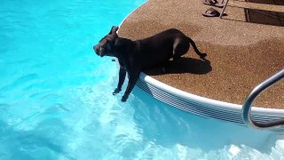 Cão bota a pata na água pela primeira vez e não tem ideia do que pensar