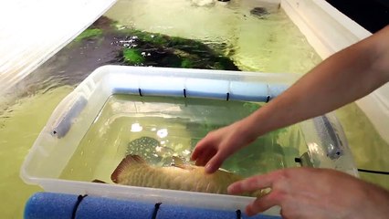 I built him a floating tank