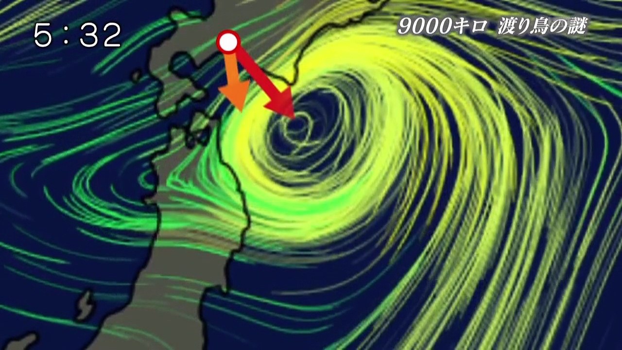 カムイの鳥の軌跡〜9000キロ 渡りの謎を追う〜