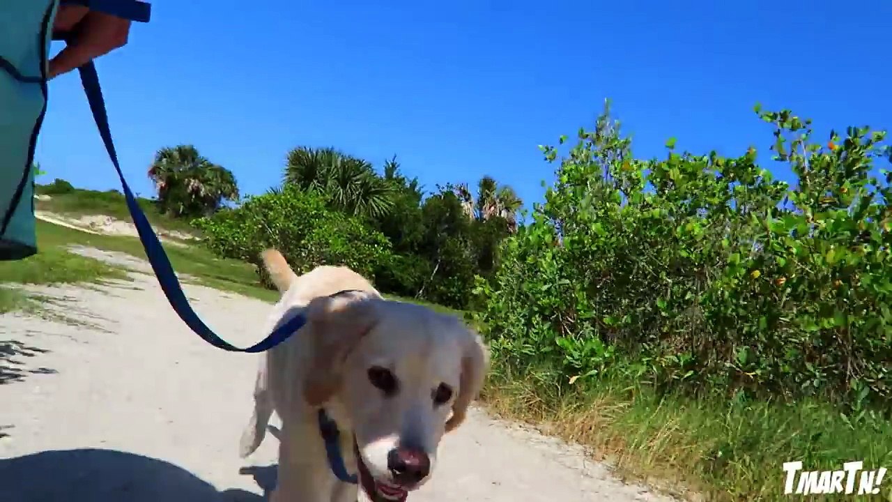 Ce chiot Golden Retriever découvre les joies de la plage