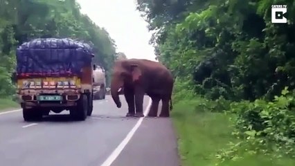 Inde : un éléphant chapardeur filmé en train de voler des patates dans un camion !