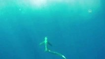 Balıkçının Oltasına 5 Metrelik Köpek Balığı Takıldı