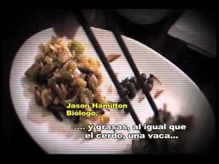 52 escalones para el fin del mundo- insectos, la comida que todos deben probar