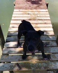 Ce chien nous montre comment profiter de la vie en plongeant la tête la première !