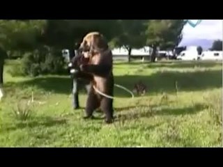 Oso se divierte bailando con "hula- hula"