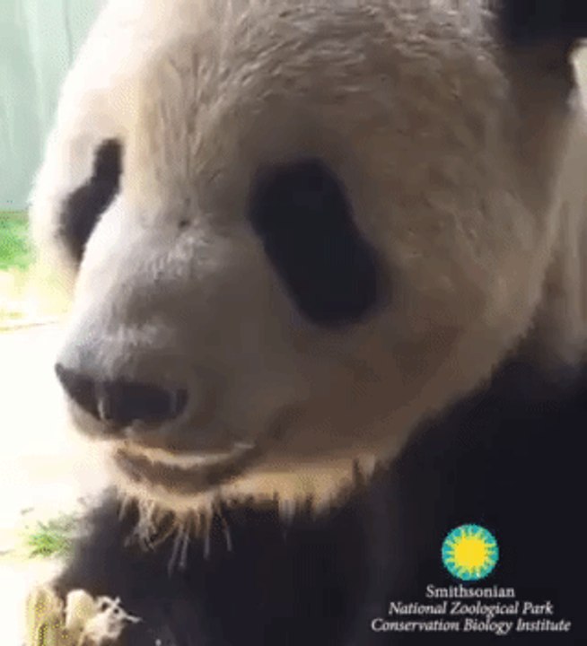 If Only We Could All Be as Content With Life as This Panda Eating a Snack for the Camera