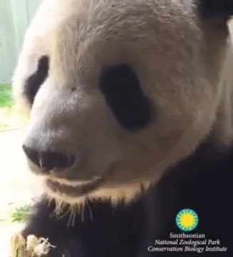 If Only We Could All Be as Content With Life as This Panda Eating a Snack for the Camera