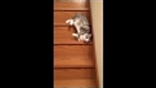 Un chat flemmard descend les escaliers