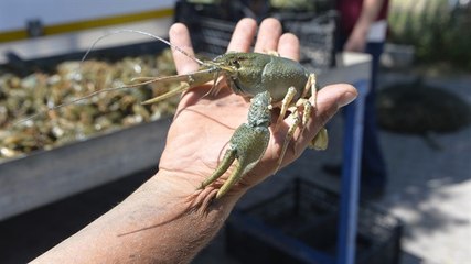 Denizsiz Kentin "Istakozu", Köylünün Geçim Kaynağı Oldu