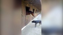 Un cheval et un chien partagent un merveilleux moment de jeu !