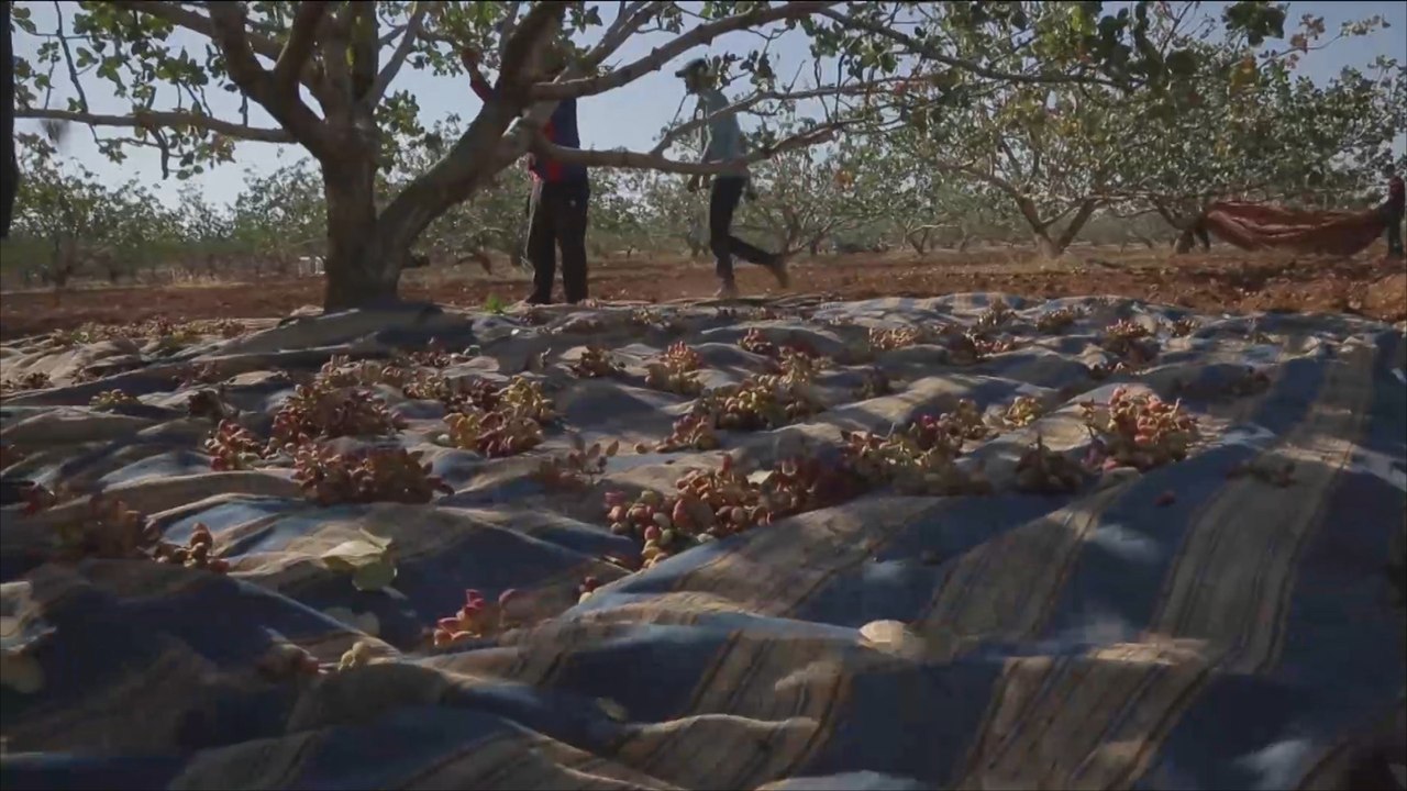 هذا الصباح-ريف حماة جنة الفستق الحلبي