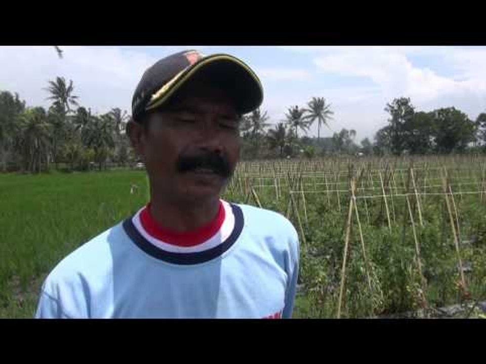 Terserang penyakit daun busuk puluhan tomat milik petani di Garut terancam gagal - NET12