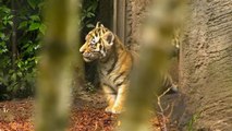 Hamburg zoo welcomes four rare Siberian tiger cubs