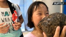 Tokuyama Zoo Showcases Animal Excrement for Visitors