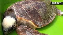 Green and Loggerhead Turtles Set Free into Mediterranean Sea