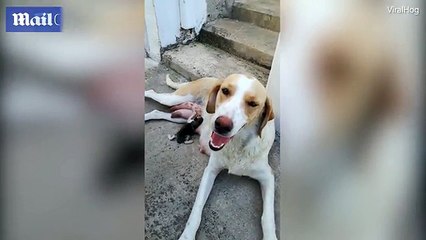 Dog nurses kitten back to life in Greece