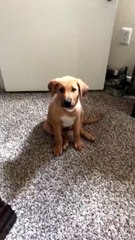 Ecoutez ce chien dire « merci » à son maître! Adorable