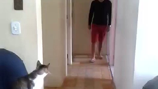 çak yapan kedi - Dailymotion Video