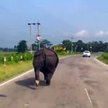 Inde : Un rhinocéros se balade au milieu de la route