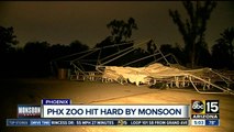 Phoenix Zoo to be closed Friday after storm damage, clean up