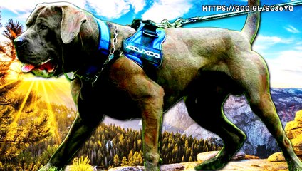 Los 4 tipos de perros bandog mas poderosos