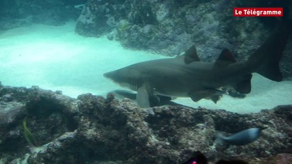 Océanopolis. Les dents de l'aquarium