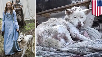 More huskies are abandoned because of Game of Thrones