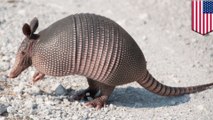 Texas man shoots armadillo, gets ricocheting bullet in face