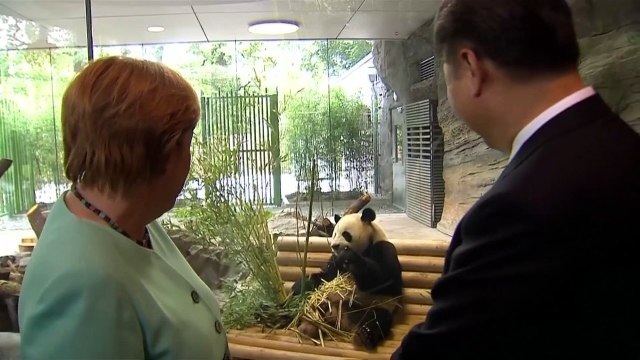 Comment les pandas sont devenus des instruments de la diplomatie chinoise ?