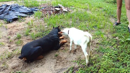 Doberman Pinscher and Baby Goat Play
