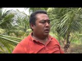 Ratusan Pohon Kelapa di Deli Serdang Diserang Hama Keong dan Ulat - NET5