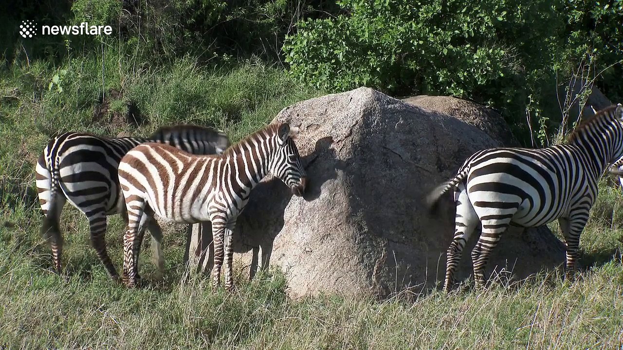 Zebras queue up to scratch their backs