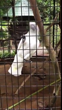 Ce perroquet danse et kiffe le beatbox chanté par cet homme !