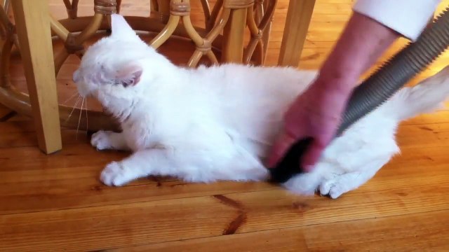 Ce chat kiffe se faire passer l'aspirateur sur les poils !