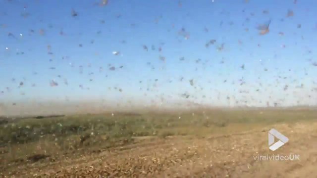 Cet énorme nuage de criquets empêche la voiture de rouler !