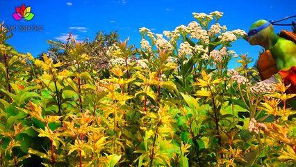 Joker attack to Teenage Mutant Ninja Turtles Full Cartoon Epic 2017