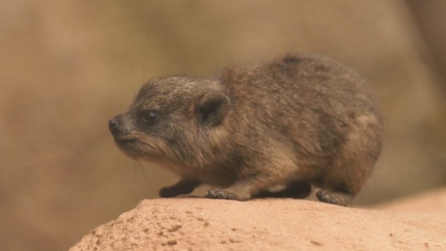 Baby rock hyraxes debut at Chester Zoo and you'll never guess which animal they are genetically similar to