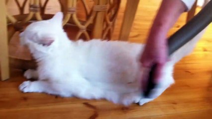 Ce chat semble apprécier se faire nettoyer par un aspirateur
