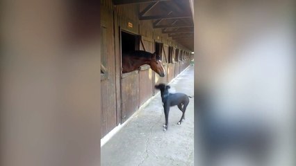 Quand un cheval et un chien s'éclatent ensemble