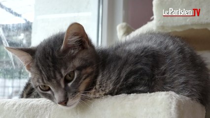 Plus d'animaux abandonnés durant l'été