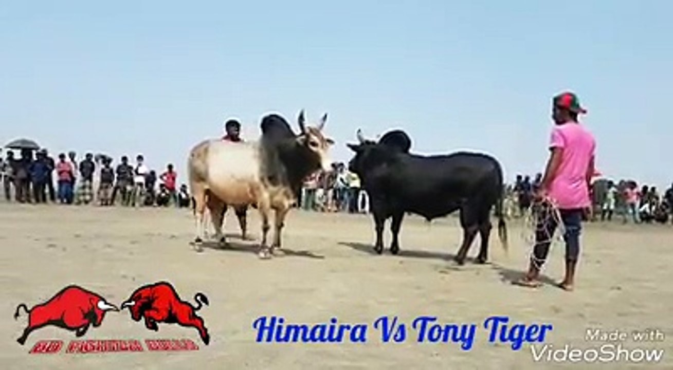 Fighter Bulls