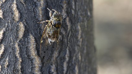 Un été de Cigales (4K-H265)