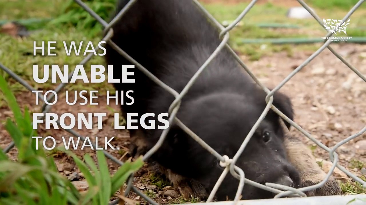 Puppy Mill Rescue- Daniel Walks Again!