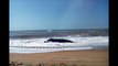 Baleia Jubarte encalha em praia de Urussuquara, em São Mateus